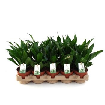 Dracaena Green Jewel in EcoExpert tray