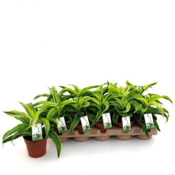 Dracaena Lemon Surprise in EcoExpert tray