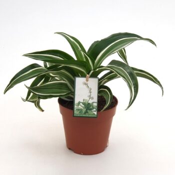 Dracaena Jade Jewel in EcoExpert tray