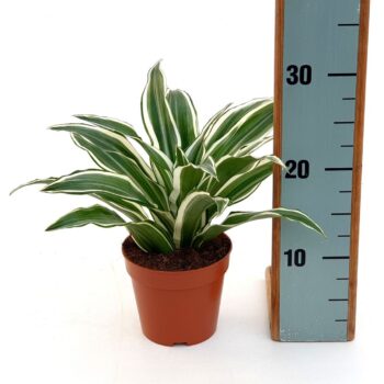 Dracaena White Jewel in EcoExpert tray