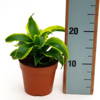 Dracaena Tornado in EcoExpert tray