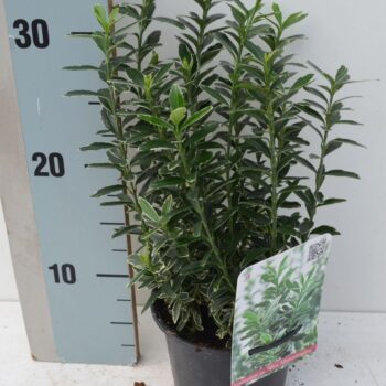 Euonymus japonicus 'Microphyllus Albovariegatus'