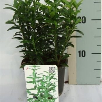 Euonymus japonicus 'Microphyllus'