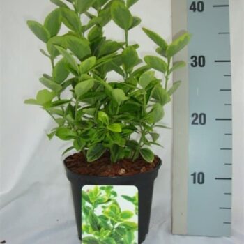 Euonymus japonicus 'Aureus'