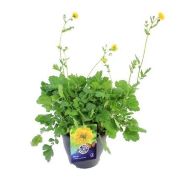 Geum chil. Lady Stratheden