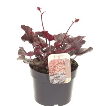 Heuchera micr. Palace Purple