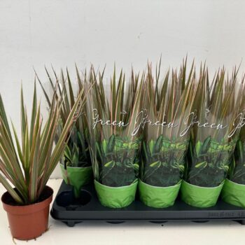 Dracaena Bicolor Tip