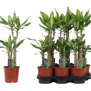 Dracaena Mass Coast, 17 cm pot