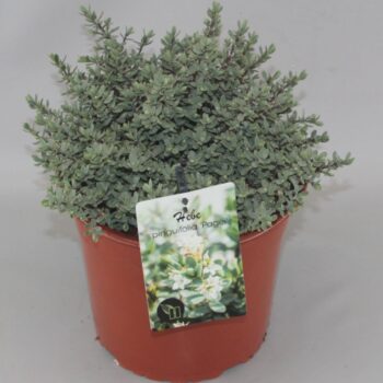 Hebe pinguifolia 'Pagei' C5