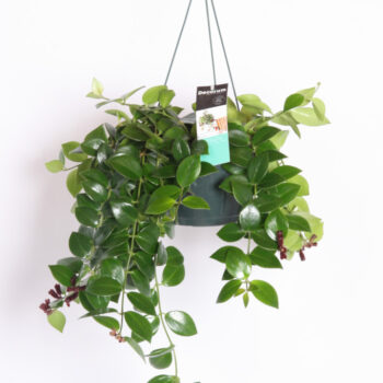 Aeschynanthus Mona Lisa