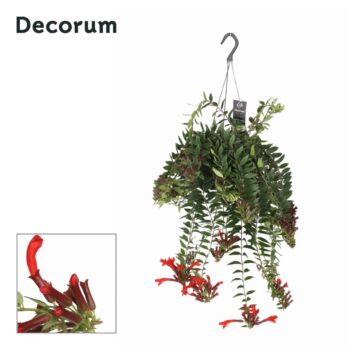 Aeschynanthus Caroline