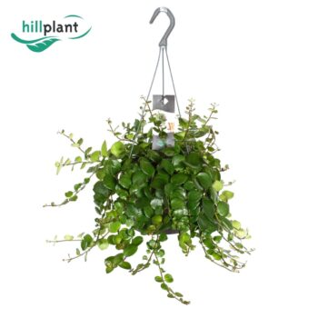 Aeschynanthus Pink Polka (Without flower)