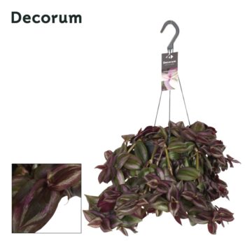 Tradescantia Little Hill