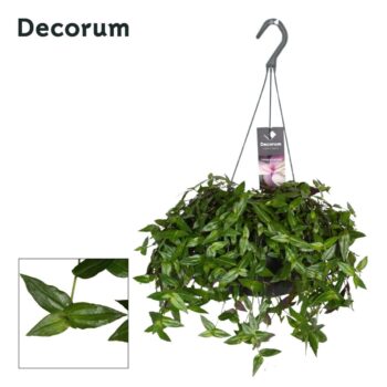 Tradescantia multiflora