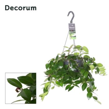 Aeschynanthus Mona Lisa (Without flower)