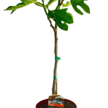 Ficus carica