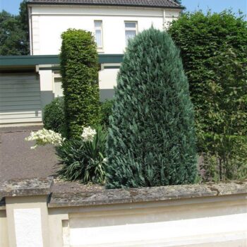 Chamaecyparis law. 'Columnaris'