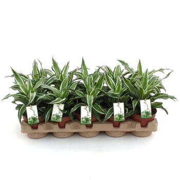 Dracaena Kanzi in EcoExpert tray