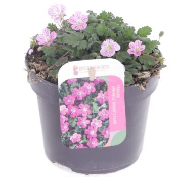 Erodium var. Bishop's Form