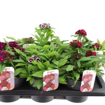 Dianthus barbatus Dash mix