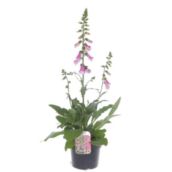 Digitalis Pink Panther