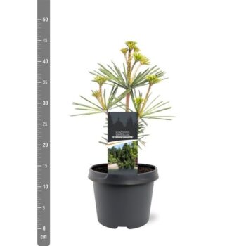 Sciadopitys verticillata 'Sternschnuppe'