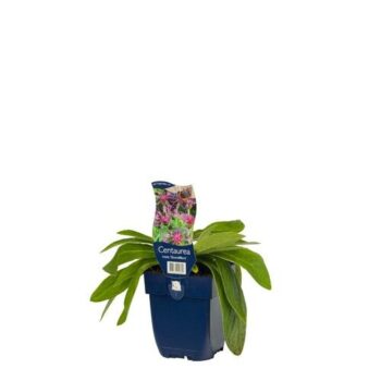 Centaurea mont. 'Grandiflora'