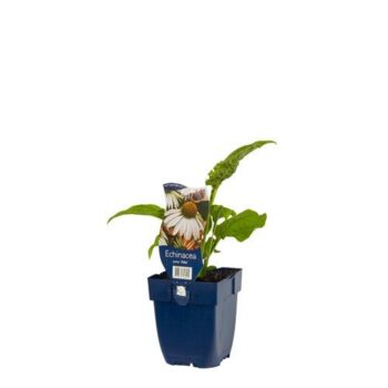 Echinacea purp. 'Alba'