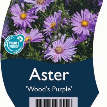 Aster 'Wood's Purple'