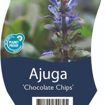 Ajuga 'Chocolate Chips'