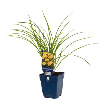 Hemerocallis 'Mini Pearl'