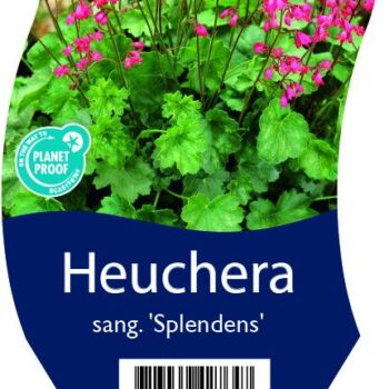 Heuchera sang. 'Splendens'