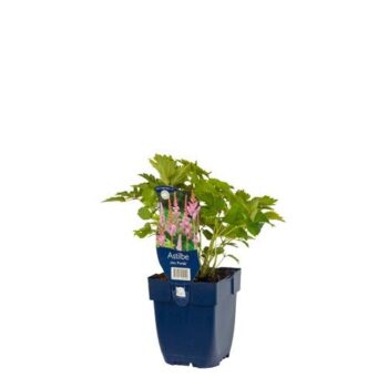 Astilbe chin. 'Pumila'