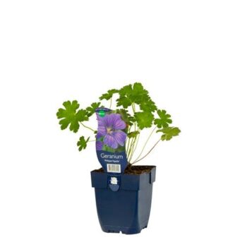 Geranium 'Philippe Vapelle'