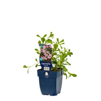 Saponaria ocymoides