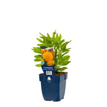 Coreopsis grand. Solanna Golden Sphere