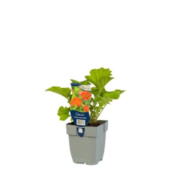 Geum 'Tempest Scarlet'