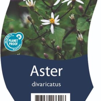 Aster divaricatus