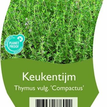 Thymus vulg. 'Compactus'