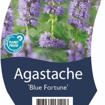 Agastache 'Blue Fortune'