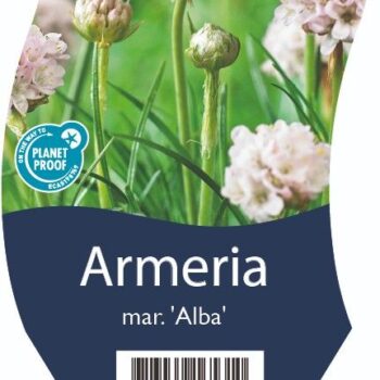 Armeria mar. 'Alba'