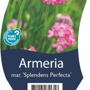 Armeria mar. 'Spl. Perfecta'