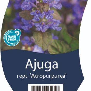 Ajuga reptans 'Atropurpurea'