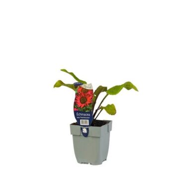 Echinacea purp. 'Fatal Attraction'