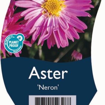 Aster 'Neron'