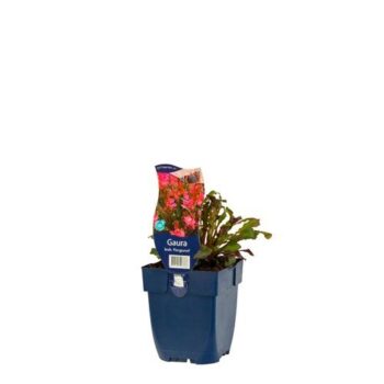 Gaura lindh. 'Florgaured'