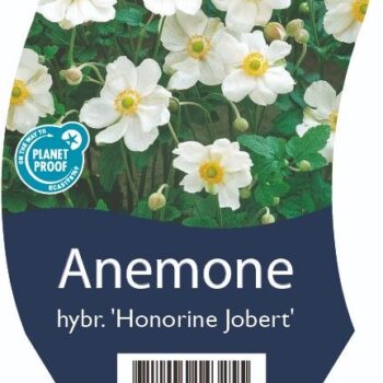 Anemone hybr. 'Hon. Jobert'
