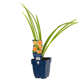 Hemerocallis 'Pink Damask'