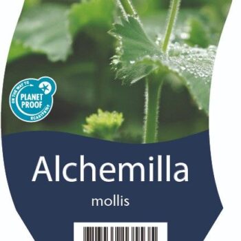 Alchemilla mollis