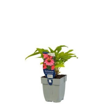 Echinacea purp. 'Sensation Pink'
